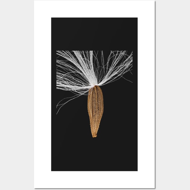 Seed of Lapsana communis, the common nipplewort Wall Art by SDym Photography